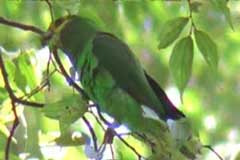 Yellow Fronted Parrot