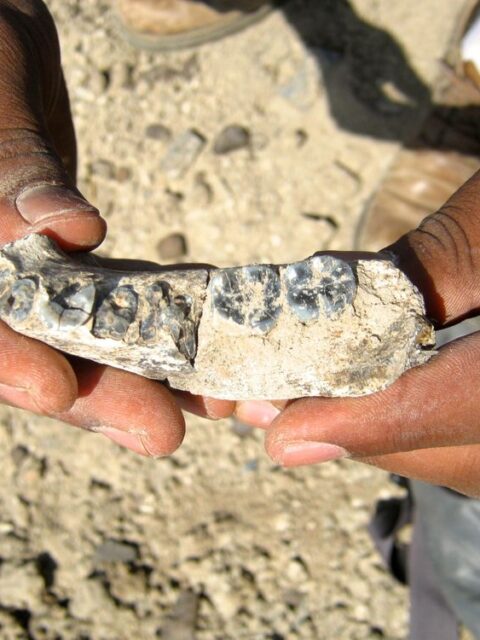 Ethiopian paleontological discoveries