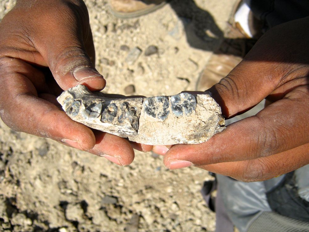 Ethiopian paleontological discoveries