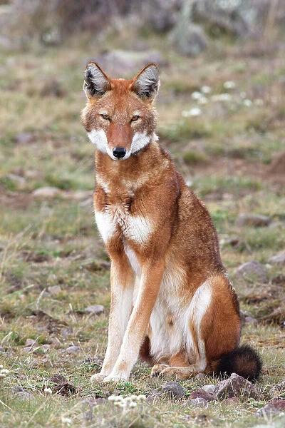 Ethiopian endemic mammals