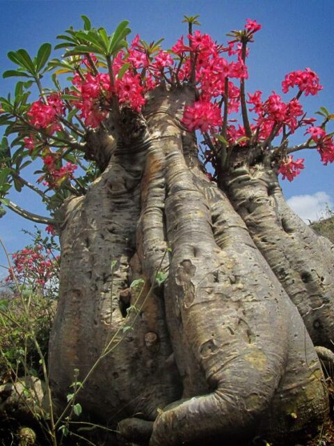 Exploration of Ethiopian Plants