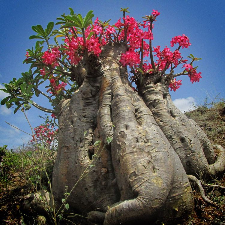 Exploration of Ethiopian Plants