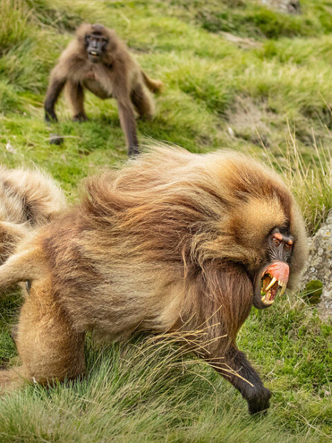 Ethiopia’s Geladas in the Simien Mountains