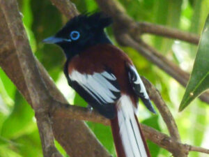 Ethiopian birds you will spot while on trip