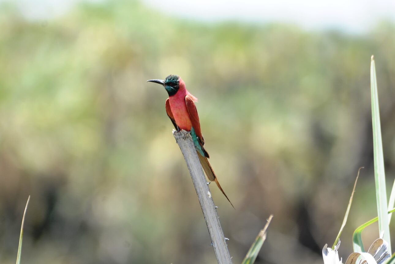 Ethiopian Birding