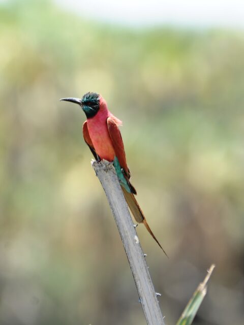 Ethiopian Birding