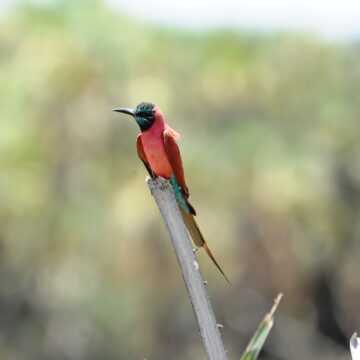 Ethiopia birdwatching holidays