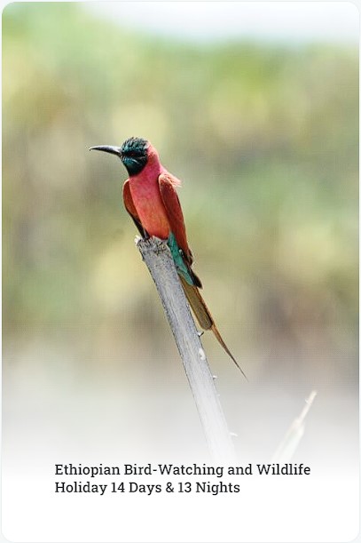 https://ethiopiantour.com/wp-content/uploads/2024/09/Bird-Watching-and-Wildlife.pdf